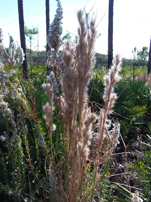 08-walk to the beach.jpg